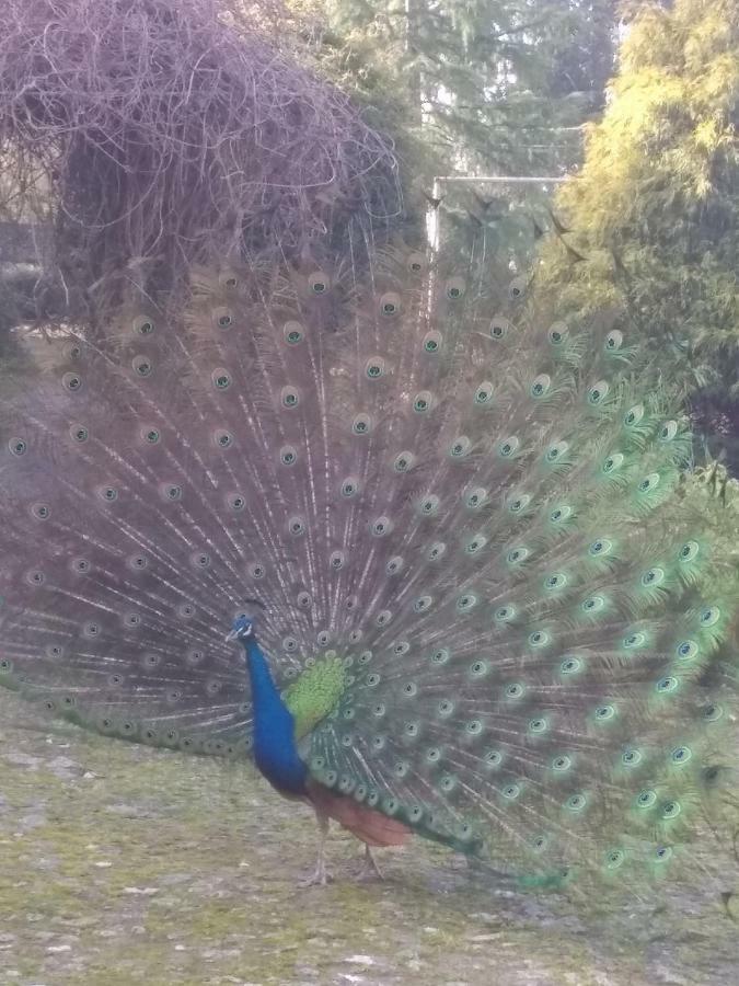 Casa Sardao Villa Trofa Dış mekan fotoğraf